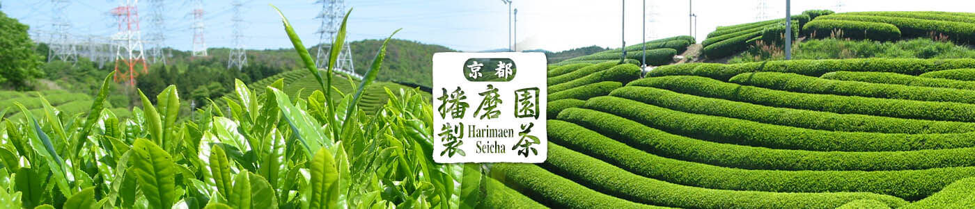 About Harima Garden's Tea Manufacturing