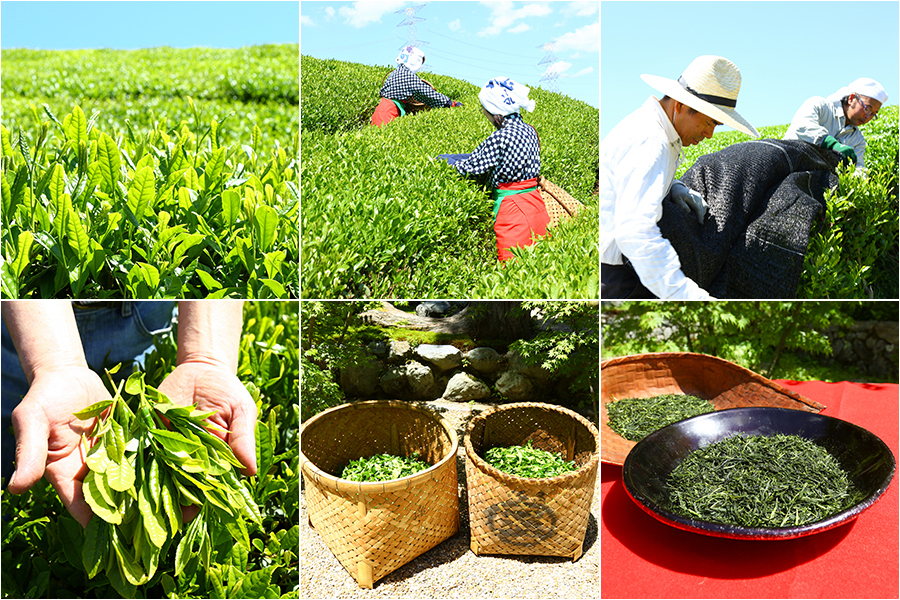 About Harima Garden's Tea Manufacturing