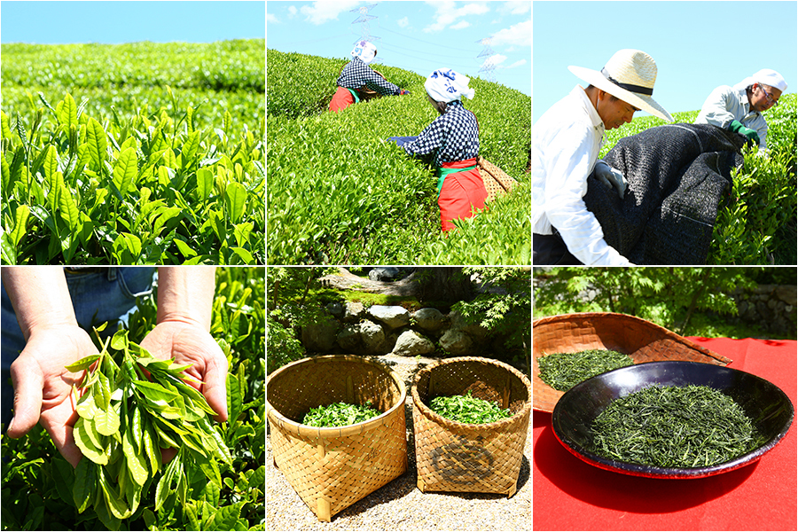 播磨園の宇治抹茶とは