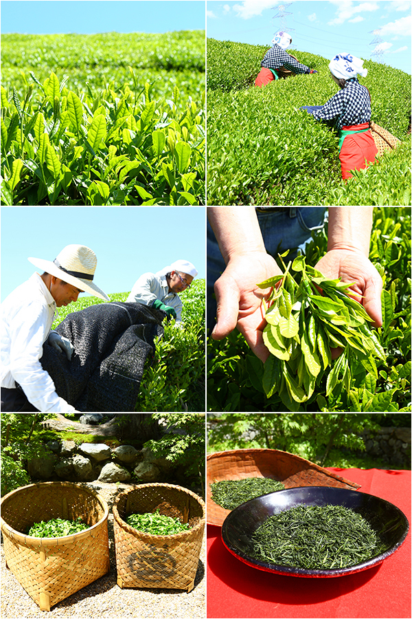 About Harima Garden's Tea Manufacturing