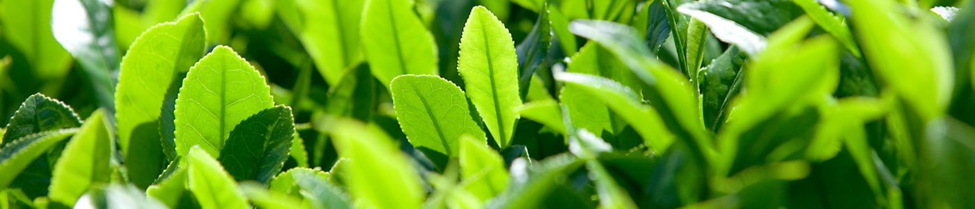 お茶の成分と効能について