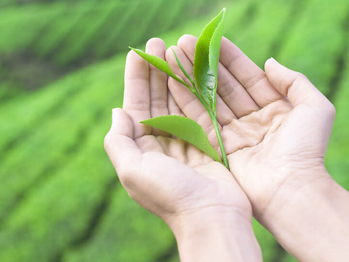 Tea leaf harvest