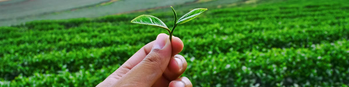 一番茶・二番茶・三番茶・秋冬番茶・新茶